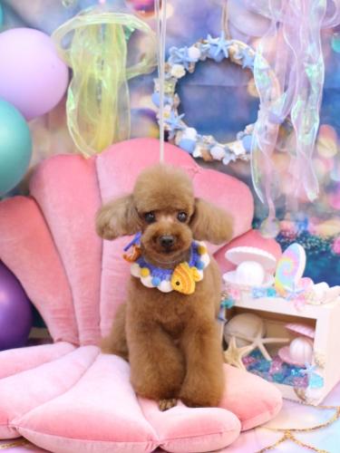 20240807茶々丸くん